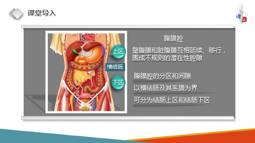 腹膜腔的分区和间隙(正常人体结构课件)