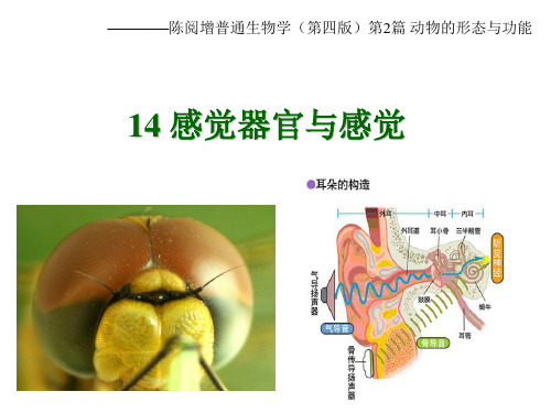 陈阅增普通生物学(第四版)14感觉器官与感觉