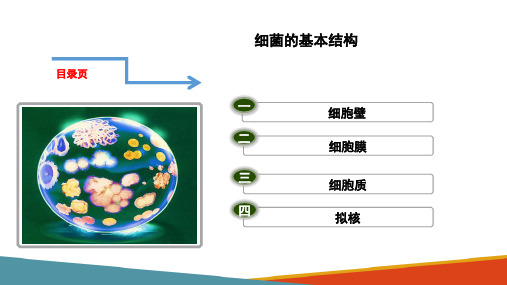 细菌—细菌的结构(动物微生物课件)