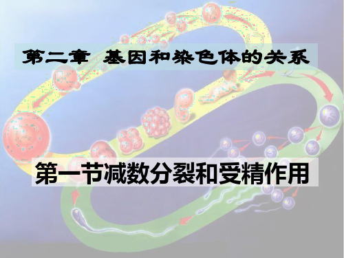 人教版生物必修二第二章第一节 减数分裂和受精作用