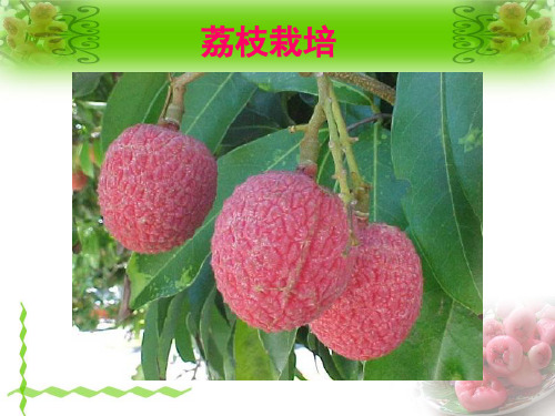 果树学课件:荔枝部分(上)