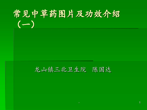 常见中草药图片及功效介绍ppt课件