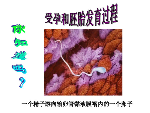 浙教版细胞增殖一轮复习公开课