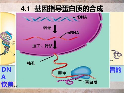 高一生物必修二课件:4.1 基因指导蛋白质的合成 (共24张PPT)
