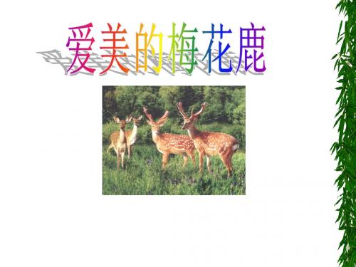 爱美的梅花鹿(个性化学习)