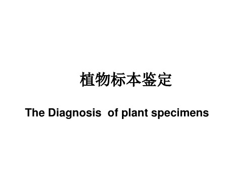 植物标本鉴定