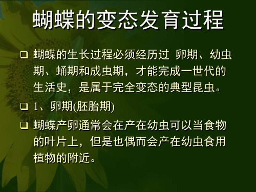 蝴蝶的变态发育过程