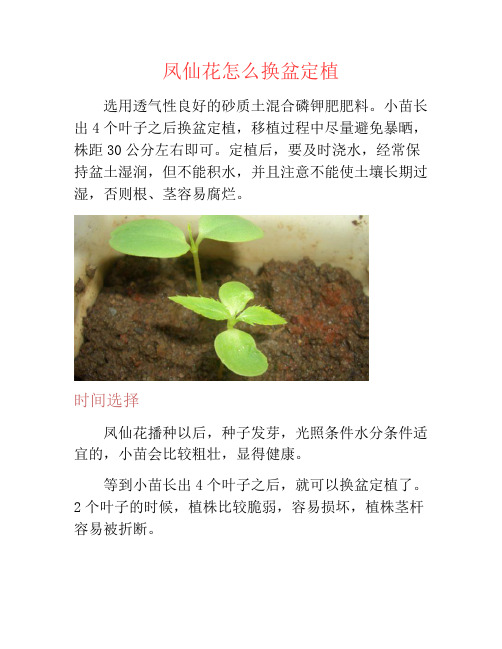 凤仙花怎么换盆定植-养花技巧