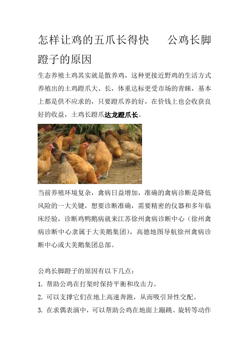 怎样让鸡的五爪长得快公鸡长脚蹬子的原因