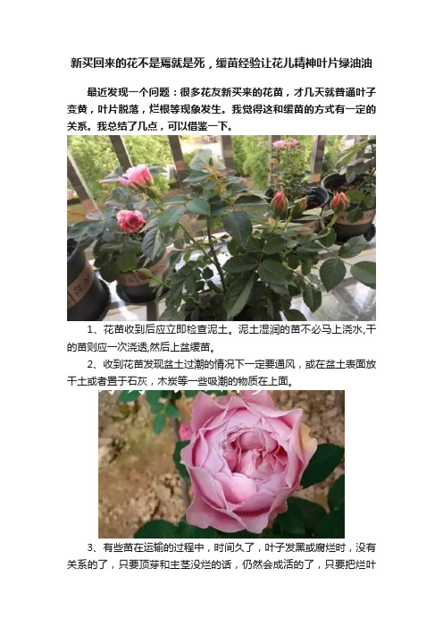 新买回来的花不是蔫就是死，缓苗经验让花儿精神叶片绿油油