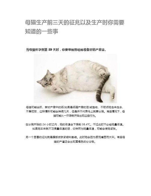 母猫生产前三天的征兆以及生产时你需要知道的一些事