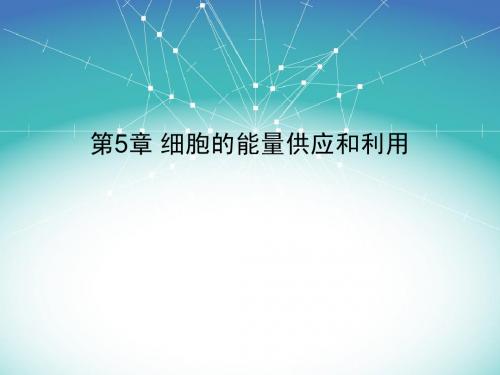 第五章 细胞能量供应和利用