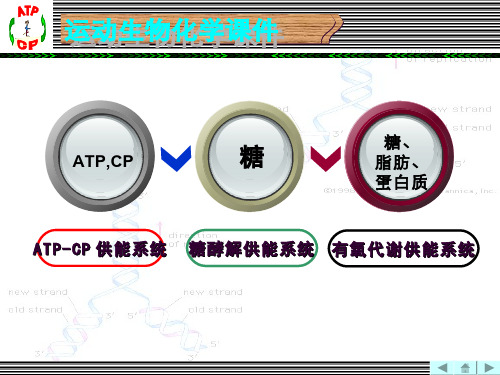 运动生物化学(10.1.1)--磷酸原系统供能能力的评定4