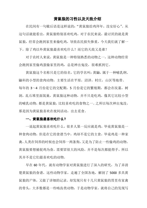 黄鼠狼的习性以及天敌介绍