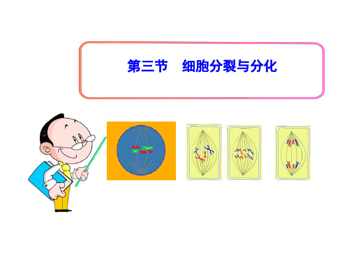 3.3细胞分裂与分化 课件（27）苏教版七年级生物上册