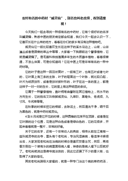 农村有名的中药材“威灵仙”，别名也叫老虎须，看到请重视！