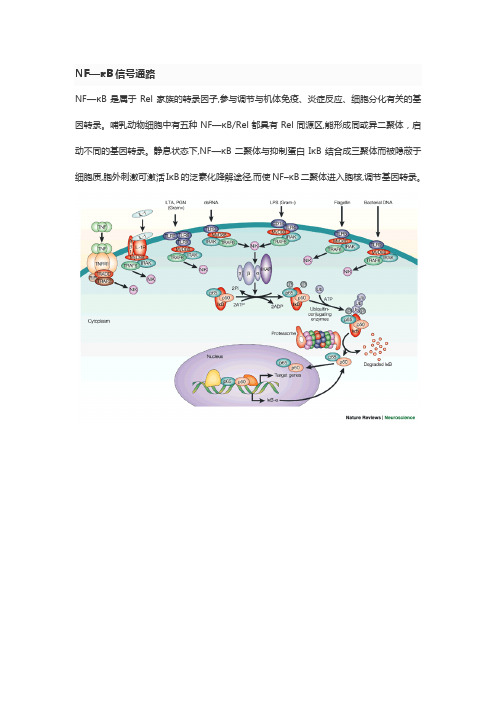 NF-κB信号通路