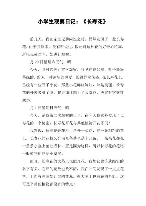 小学生观察日记:《长寿花》