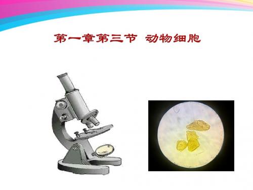 人教版七年级上册《动物细胞》