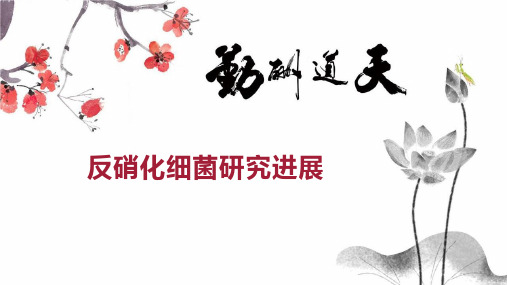 反硝化细菌研究进展