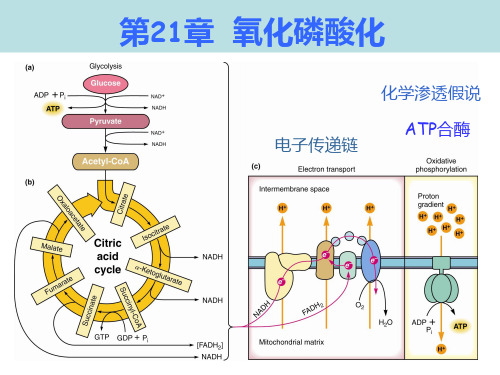 (高级生物化学)第21章--氧化磷酸化(XXXX