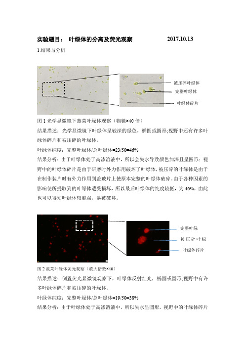 实验三 叶绿体的提取与观察