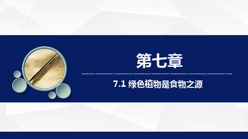 7.1绿色植物是食物之源教学课件2023--2024学年苏教版生物七年级上册