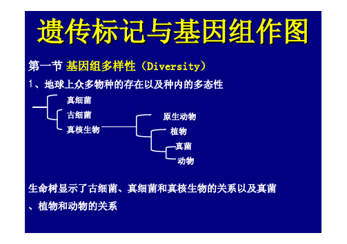 遗传标记与基因组作图(免费)