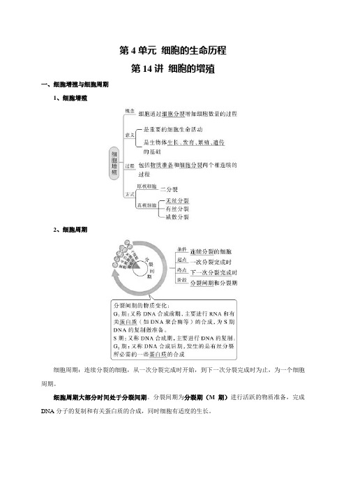 高考生物一轮复习讲义：第4单元 细胞的生命历程