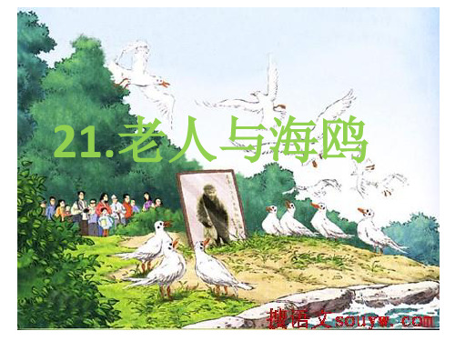 部编六年级上人教《21 老人与海鸥》蔡云霞PPT课件 一等奖新名师优质课获奖比赛公开免费下载