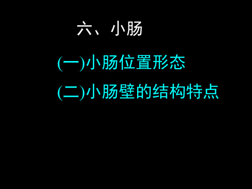 消化系统小肠大肠