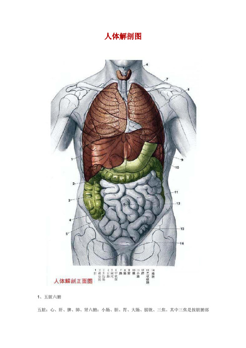 高清人体透视图