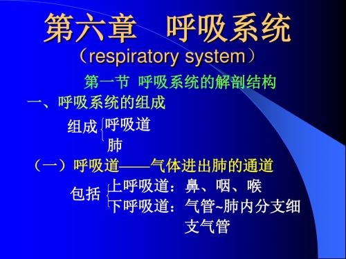 呼吸系统--呼吸系统的解剖结构 PPT课件