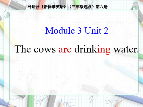 六年级下册英语The-cows-are-drinking-water (1)