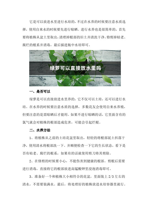 绿萝可以直接放水里吗