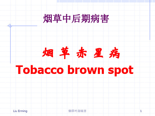 烟草中后期病害 烟草赤星病