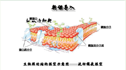 人教版高中生物必修一课件：4.3 物质跨膜运输的方式 (共27张PPT)