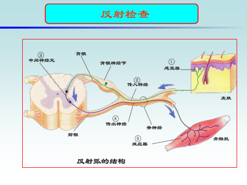 反射检查