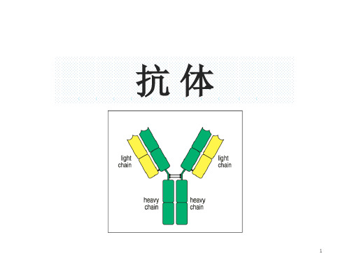 免疫球蛋白