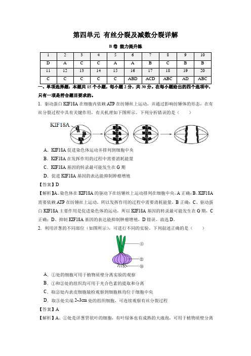 新高考生物第四单元 有丝分裂及减数分裂详解(B卷能力提升练)(解析版)