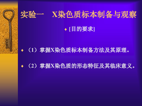 实验一    X染色质标本制备与观察