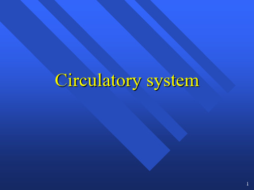 circulatory system循环系统