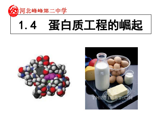 1.4 蛋白质工程的崛起 课件 人教版高中生物选修三