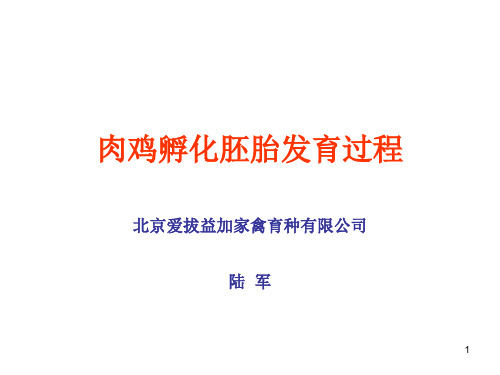 肉鸡孵化胚胎发育过程-文档资料