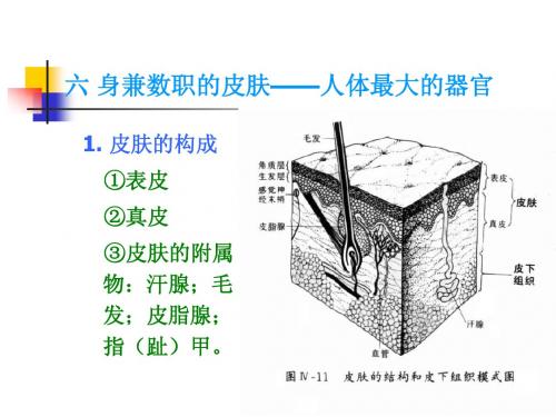 4 皮肤、内分泌、免疫