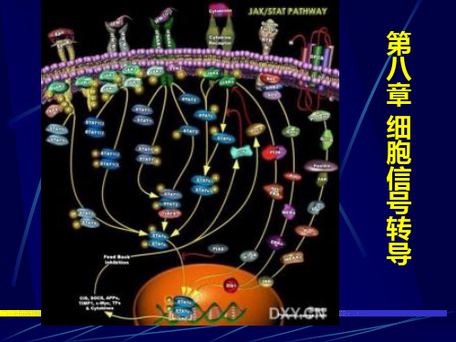 细胞生物学第八章细胞信号转导