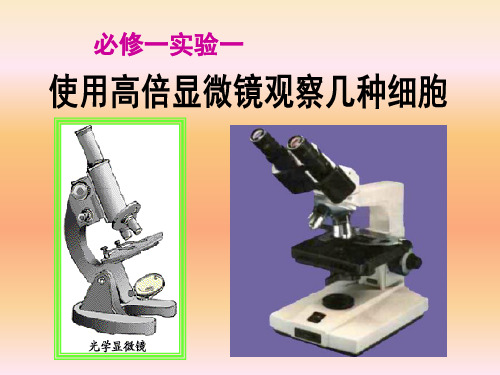 使用高倍镜观察几种细胞