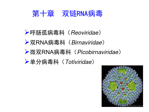 《动物病毒学》课件：第十一章  双链RNA病毒