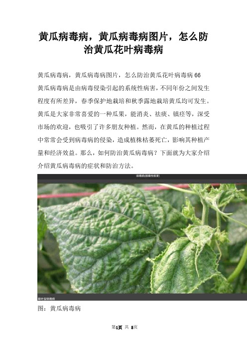 黄瓜病毒病，黄瓜病毒病图片，怎么防治黄瓜花叶病毒病