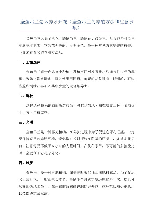 金鱼吊兰怎么养才开花(金鱼吊兰的养殖方法和注意事项)